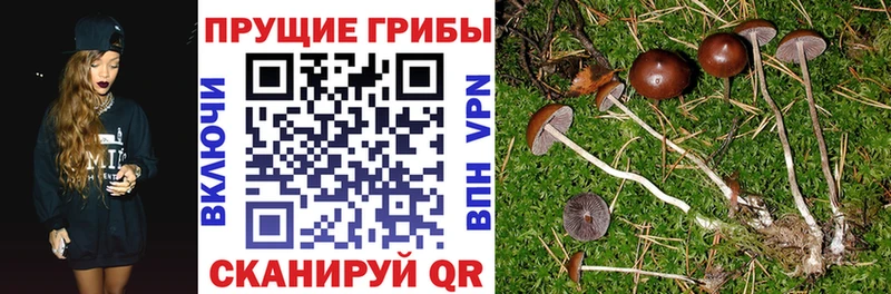 закладки  Буйнакск  Псилоцибиновые грибы Magic Shrooms 